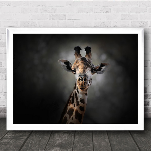 Giraffe Face Vignette Dark Animal Animals Wall Art Print