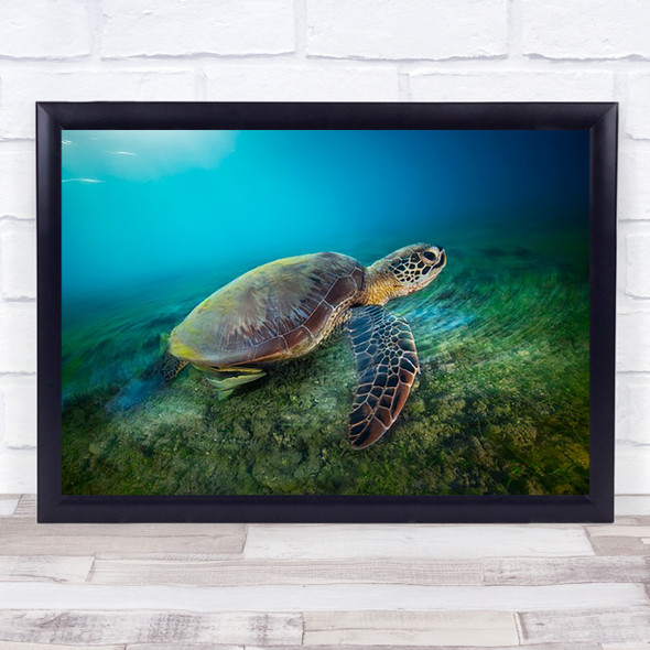 Green Turtle Underwater Wildlife Lagoon Sea Wall Art Print