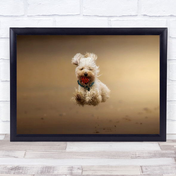 Happy Poodle Dog Doggy Animal Puppy Animals Bokeh Action Ball Wall Art Print