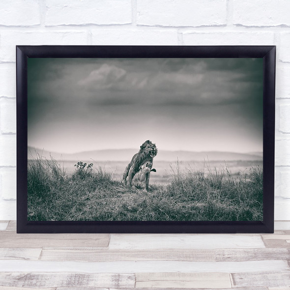 Hard Wildlife Wild Nature Animal Animals Sepia Feline Lion Wall Art Print