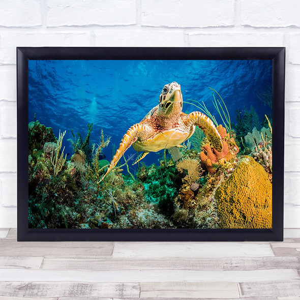 Hawksbill Turtle Swimming Through Caribbean Reef Ocean Dive Island Art Print