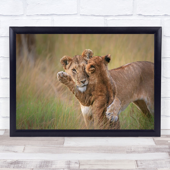 Hugs Wildlife Lion Lions Safari Savannah Africa Hug Embrace Love Wall Art Print