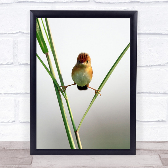 Humour Bird Simple Humour Jakarta Indonesia Fun Funny Angry Art Print