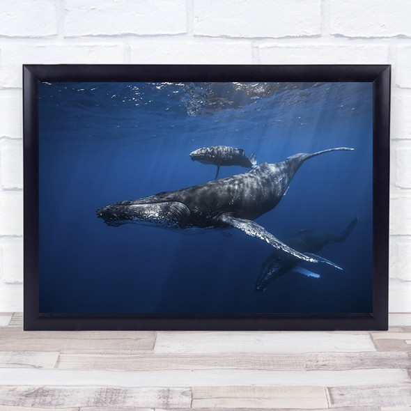Humpback Whale Family's Baleine Bosses Underwater Whales Family Wall Art Print