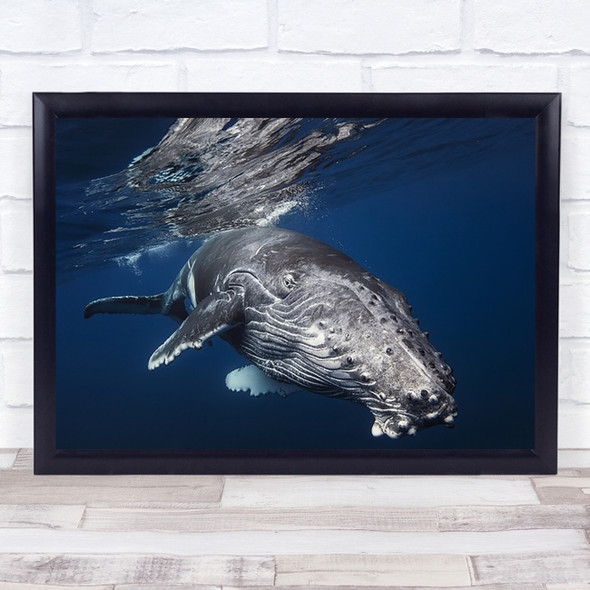 Humpback Whale Underwater Baleine Dive Swim Diving Swimming Wall Art Print