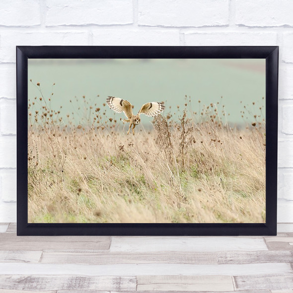 Hunting Short Eared Owl Nature Wildlife Bird Of Wall Art Print