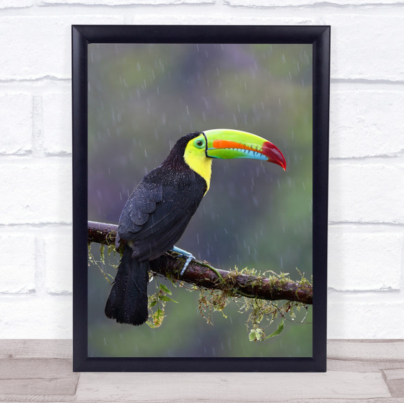 Keel-Billed Toucan Jungle Beak Colours Wildlife Nature Toucans Wall Art Print