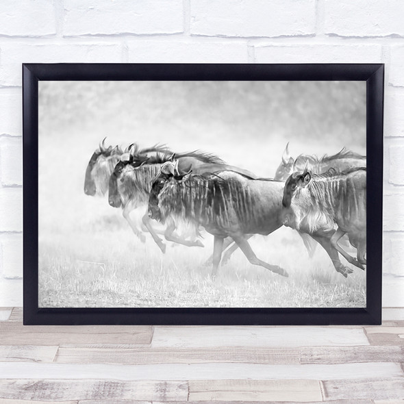 Kenya Africa Wildebeest Wildebeests Dust Gnu Gnus Migration Wall Art Print