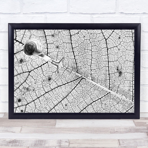 Leaf Snail Shell Veins Capillary Capillaries Wall Art Print