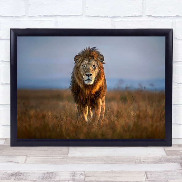 Lion Close Up Africa Safari Kenya Savannah Plains Wildlife Wild Nature Art Print