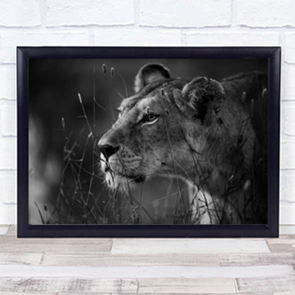 Lion Lioness Feline Wildlife Wild Nature Animal Animals Wall Art Print