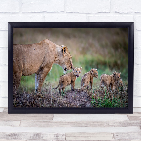 Lion Lioness Lions Feline Young Family Cub Cubs Wall Art Print