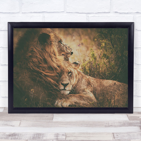 Lion Lions Lioness Feline Love Tender Tenderness Hug Embrace Wall Art Print