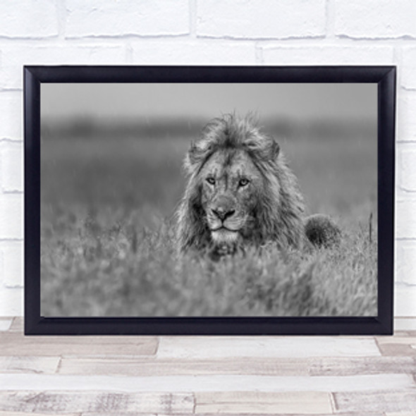 Lion Wildlife King Safari Africa Savannah Grass Rain Wall Art Print