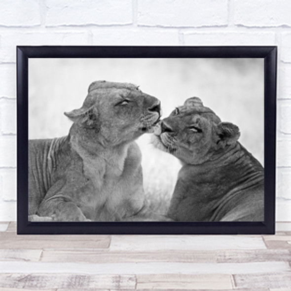 Lions in Zambia Africa National Park South Wall Art Print