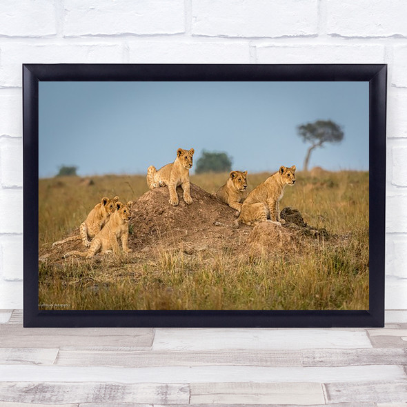 Lions Masai Mara Kenya Africa Savannah Safari Group Family Wall Art Print