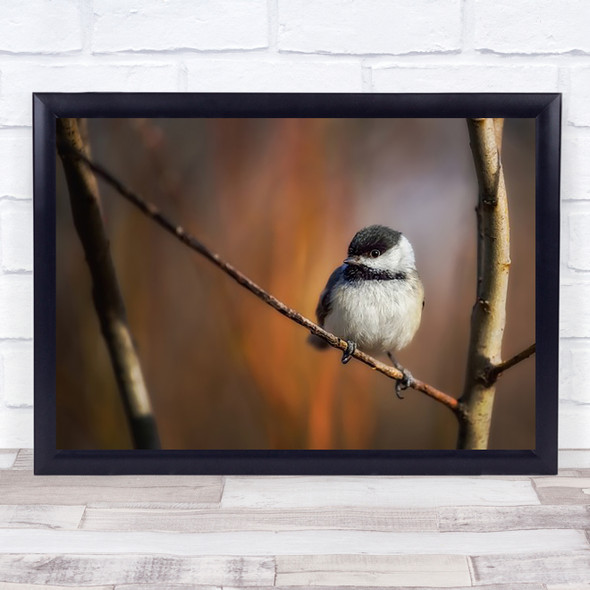 Little Thing Bird Nature Chickadee Canada Bokeh Wildlife Branch Twig Art Print