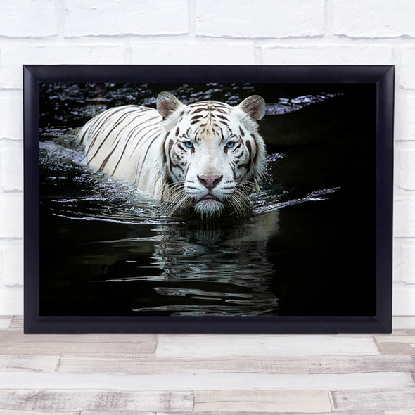 Looking At Me You Tiger Stare White Zoo Singapore Animals Wall Art Print