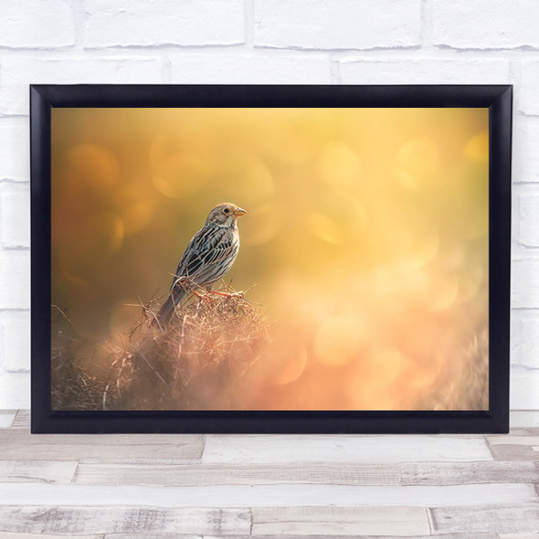 Lost in Bokeh wildlife Bunting Birds Bird Nature Iran Corn Wall Art Print