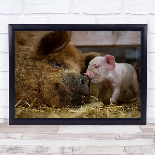 Love Cute Animal Animals Pig Pigs Piglets Piglet Wall Art Print