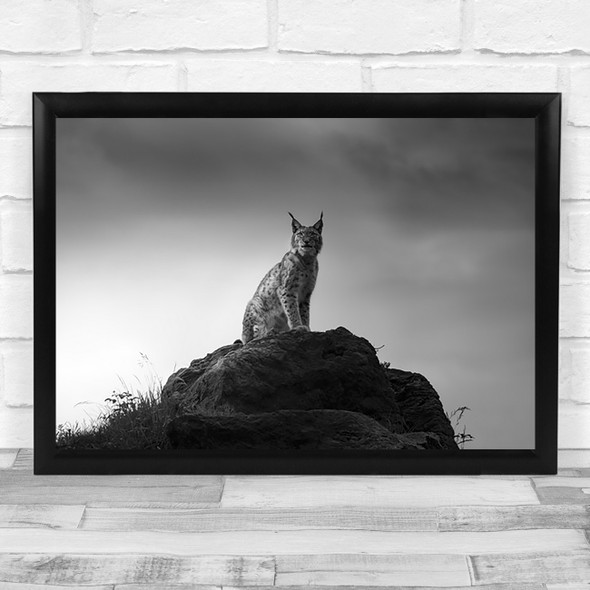 Lynx drama Look Animal Feline Bokeh Cat Forest Spain Wall Art Print