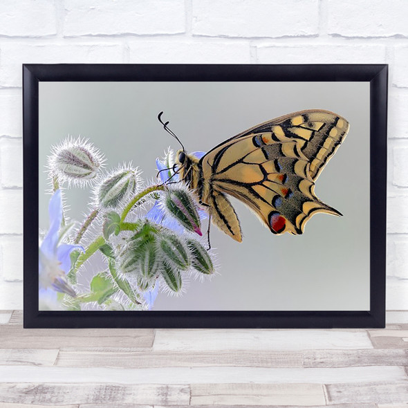 Macaon Butterfly Swallowtail Spain Borago Calonge Girona Flower Wall Art Print