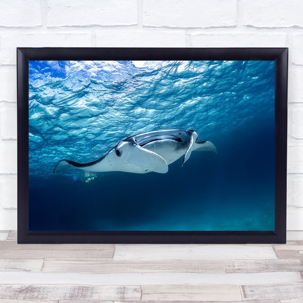 Manta ray Underwater Ocean Sea Reef Lagoon Wildlife Bottom Wall Art Print