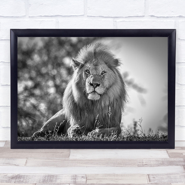 Monochromatic lion king Feline Mane Wildlife Animal Wall Art Print