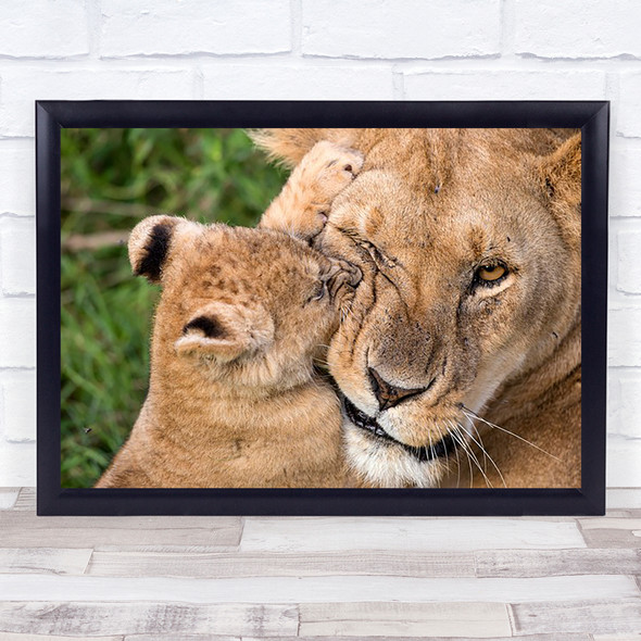 Mother Love Africa Tanzania Ngorongoro Ndutu Lion Cub Bite Wall Art Print