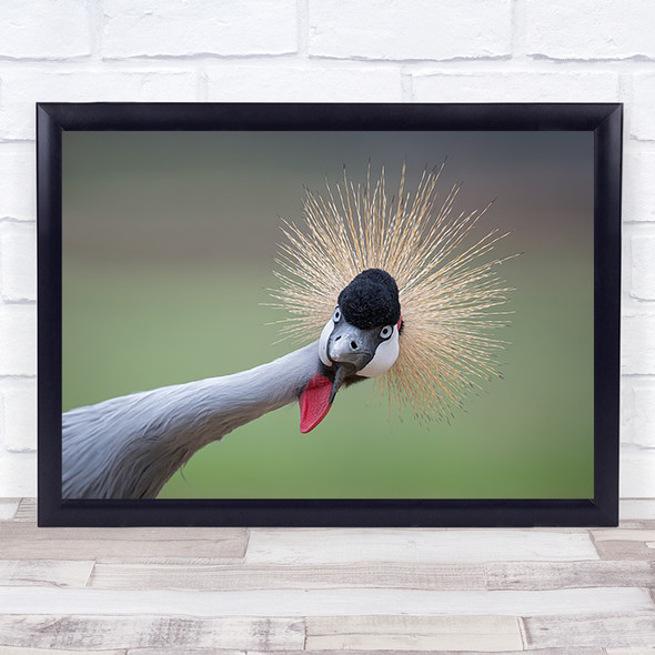 Ms Queen Animals Birds Feathers Eyes Funny Crane Crowned Hair Hairy Art Print