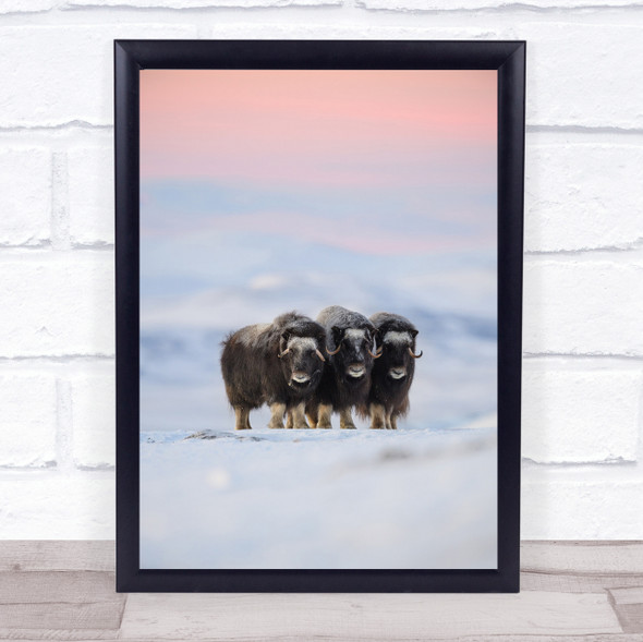 Muskox Dovrefjell Norway Ox Oxen Bison Bisons Wildlife Wild Wall Art Print