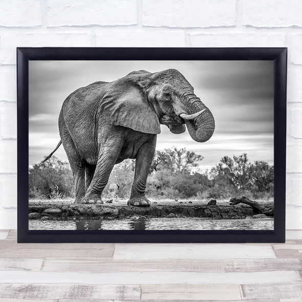 Nature Animal Tusk Elephant Monochrome Mashatu Water Drink Africa Wall Art Print