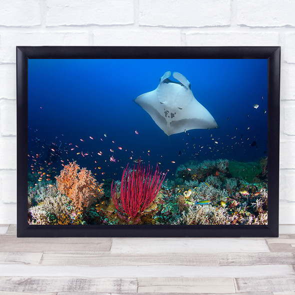 Ocean Manta Ray On The Reef Underwater Wild Nature Wildlife Animals Art Print