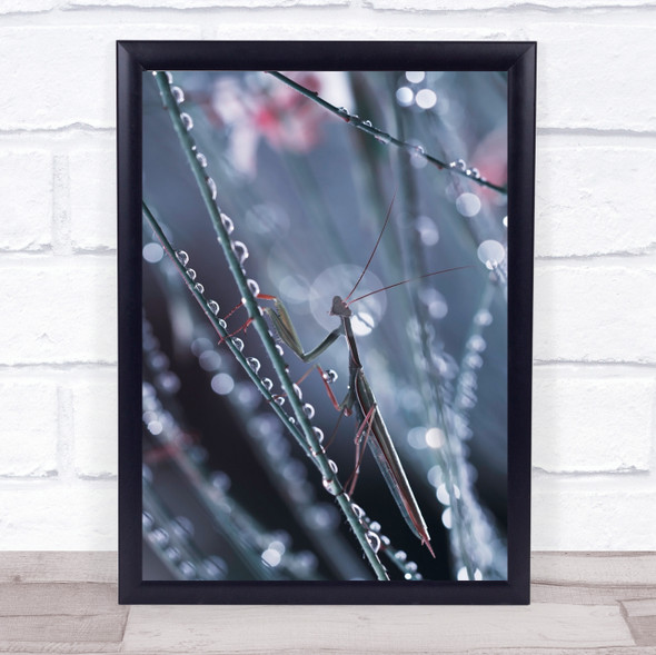 Perrier C'Est Fou Mantis Insect Drops Droplets Wet Bokeh Garden Grass Art Print
