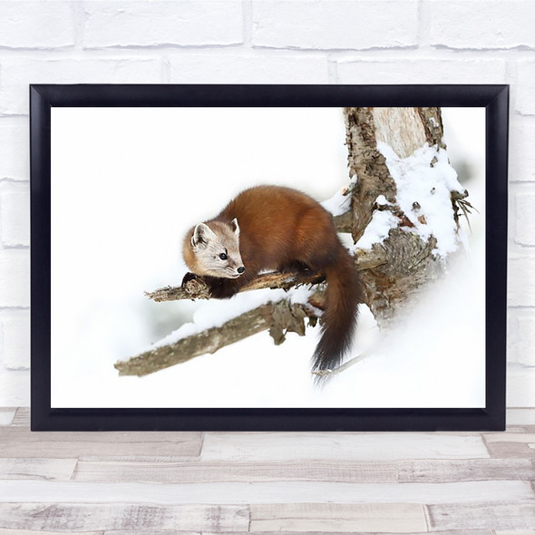 Pine Marten Weasel Canada Winter Cold Snow Wildlife Nature Wall Art Print