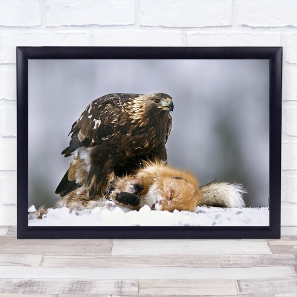 Preying Nature Eagle Fox Animal Wildlife Norway Golden Wall Art Print