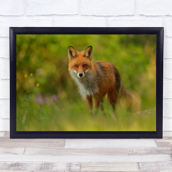 Red Fox Lady Sweden Wildlife Wild Nature Animal Animals Wall Art Print