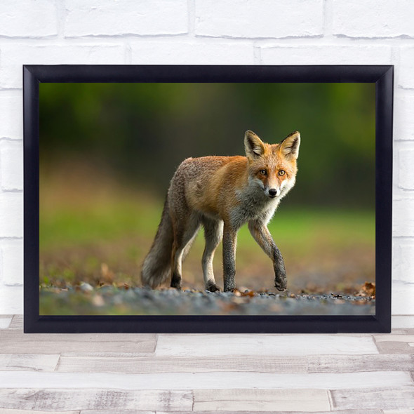 Red Fox Nature Animal Wildlife Animals Bokeh Wall Art Print