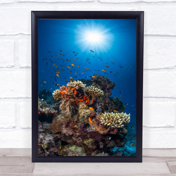 Reef Sunshine Coral Lagoon Ocean Tropical Sea Fish Underwater Wild Art Print