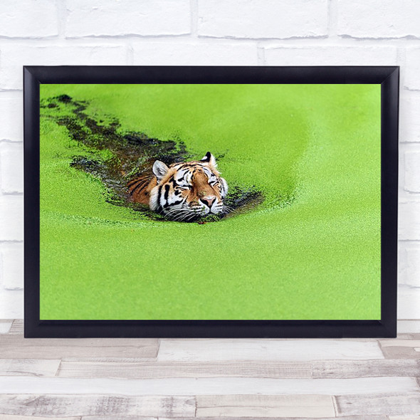 Relaxation Tiger Swimming Algae Relax Animal Bath Swim Green Denmark Art Print