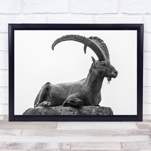 Resting Wildlife Wild Nature Animal Animals Horns Ibex Mountain Wall Art Print