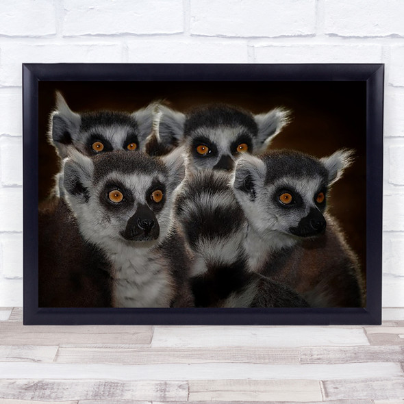 School Family Animals Eyes Looking Watching Fur Furry Cute Lemur Wall Art Print