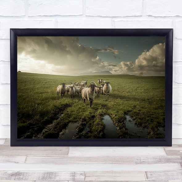 Sheep Farm Field Farming Countryside Animal Animals Flock Grass Wall Art Print