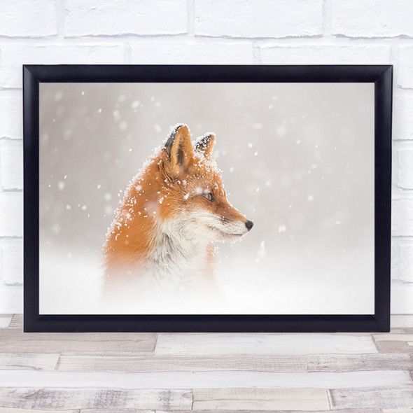 Snow Is Falling Winter Fox Nature Russia Wild Animal Wildlife Wall Art Print