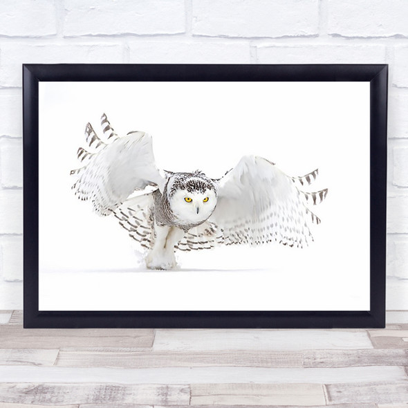 Snowy Owl Jazz Wings Winter Nature Wildlife Canada Snow Hunting Wall Art Print
