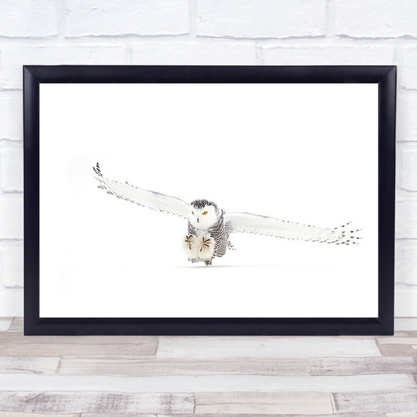 Snowy Owl Winter Nature Wildlife Canada Snow Hunting Art Print