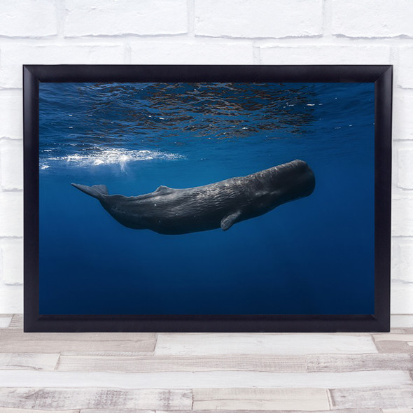 Sperm Whale Underwater Cachalot Mauritius Sea Big Huge Wall Art Print