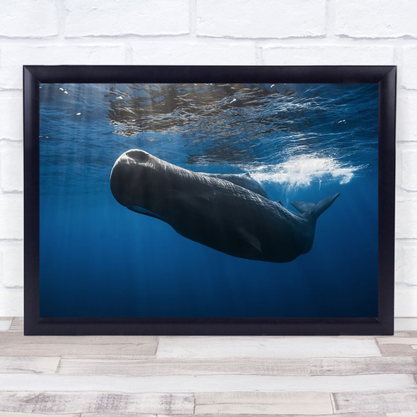 Sperm Whale Underwater Mauritius Whales Wall Art Print