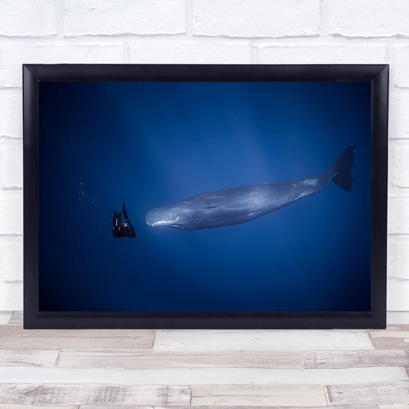 Sperm Whales Whale Underwater Huge Large Big Giant Diver Wall Art Print