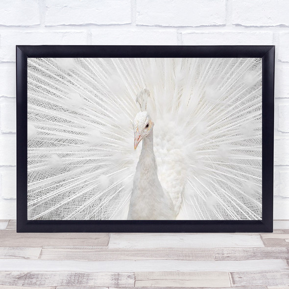 Splendid Animals Birds Peacock White Feathers Delicate Elegant Wall Art Print
